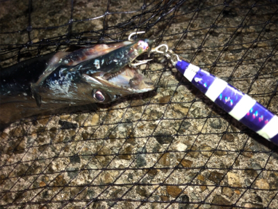 青物狙いでしたがタチウオ三昧^_^