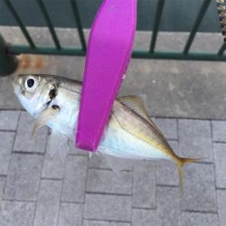 大阪湾奥アジング デイゲームで豆アジ