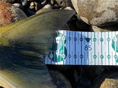 寒河江鮭有効利用調査2日目