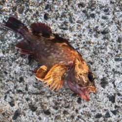 長モノはタチウオだけじゃない!穴子さん!