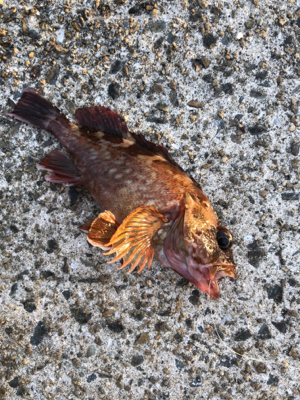 長モノはタチウオだけじゃない!穴子さん!