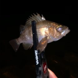 マル秘ポイントにてメバリング