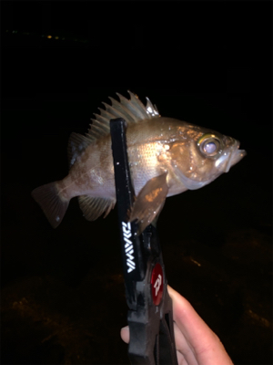 マル秘ポイントにてメバリング