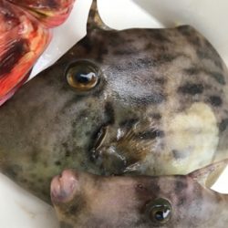 ノマセと五目釣り