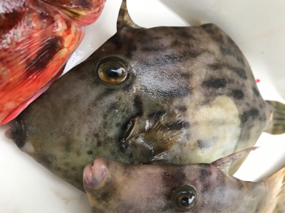 ノマセと五目釣り