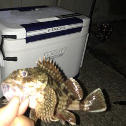 初場所でのアジング