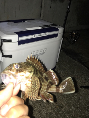 初場所でのアジング