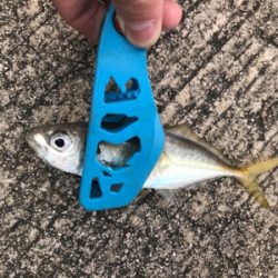 久々のサビキ釣り