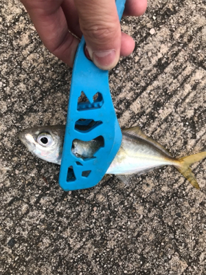 久々のサビキ釣り