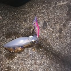 アオリイカ秋エギング