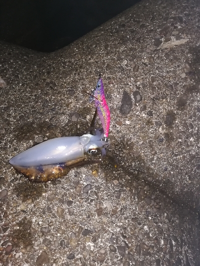 アオリイカ秋エギング