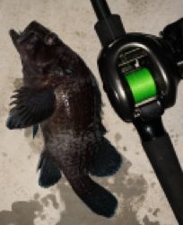 お久しぶりだねアイナメさん!