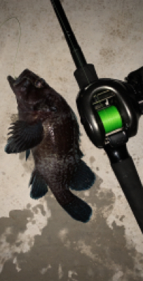 お久しぶりだねアイナメさん!