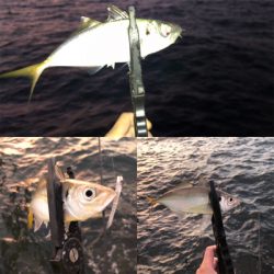 秋のジグ単アジング