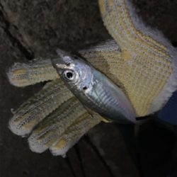 熱海根魚調査隊