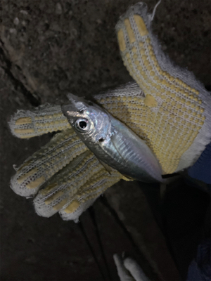 熱海根魚調査隊