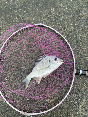 のんびりとフカセ