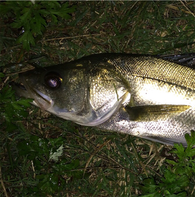 安定のシーバス