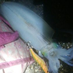 アオリイカ5杯！！　現在131杯！！