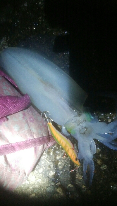 アオリイカ5杯！！　現在131杯！！