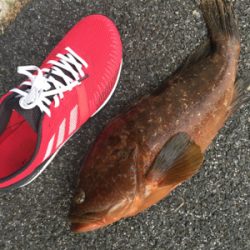 久しぶりのアコウ