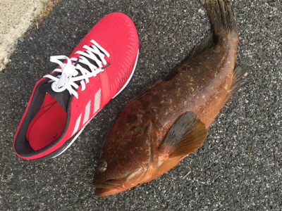 久しぶりのアコウ