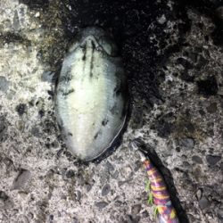 イカさん成長中