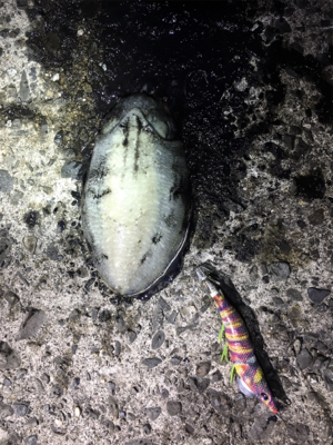 イカさん成長中