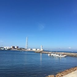 久しぶりのイカ