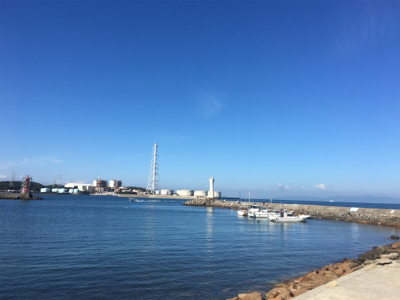 久しぶりのイカ