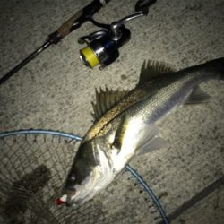 シーバス?黒鯛!