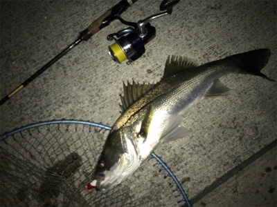 シーバス?黒鯛!