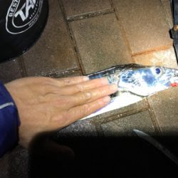 太刀魚　デカサバ