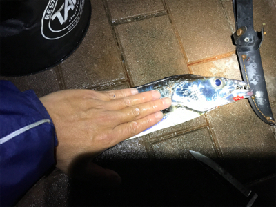 太刀魚　デカサバ