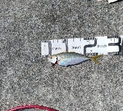 10/5釣果ハマチメバルハゲデカアジ豆アジガシラゴンズイ他色々