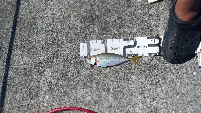 10/5釣果ハマチメバルハゲデカアジ豆アジガシラゴンズイ他色々