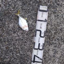 10/14釣果デカアジ大漁豆アジガシラメッキ