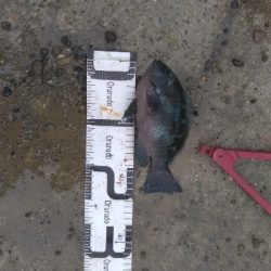 10/19釣果チヌ14枚グレデカアジ太刀魚