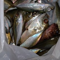 10/22釣果豆アジ大漁。他は渋スギ