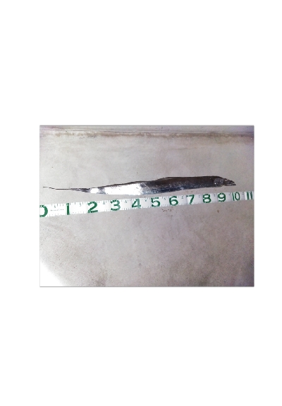 ドラゴンハンター