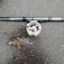 ヘチ釣りデビュー戦KO負け