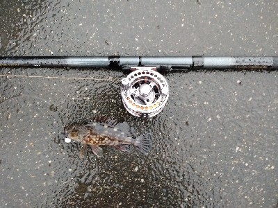 ヘチ釣りデビュー戦KO負け