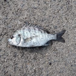 ハゼ釣り遠投有利