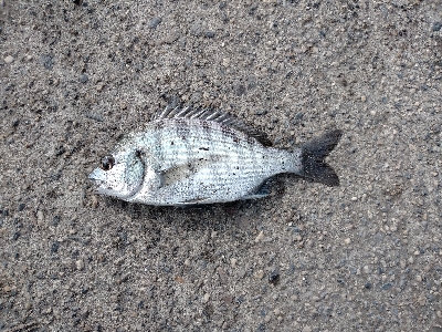 ハゼ釣り遠投有利