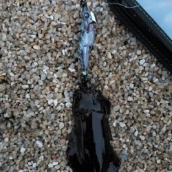 シャローでエギング