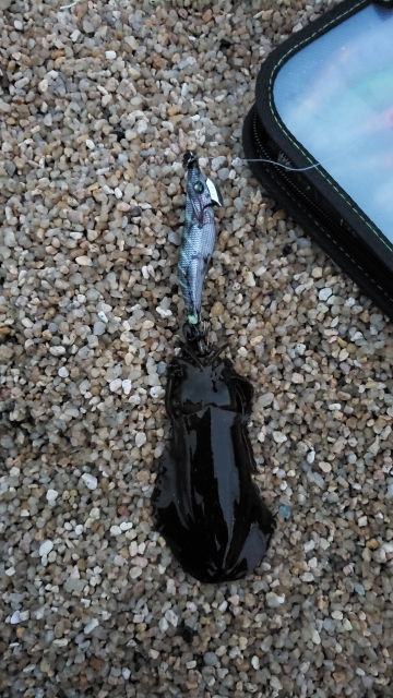 シャローでエギング