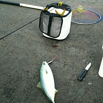 四港第二にて サゴシと イナダ