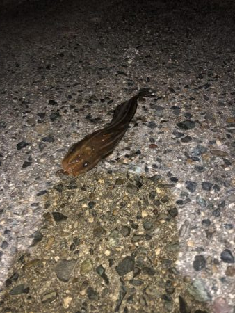 のんびりサビキ釣り