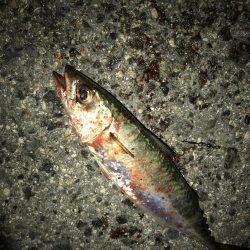 タチウオかと思いきや、大サバ！