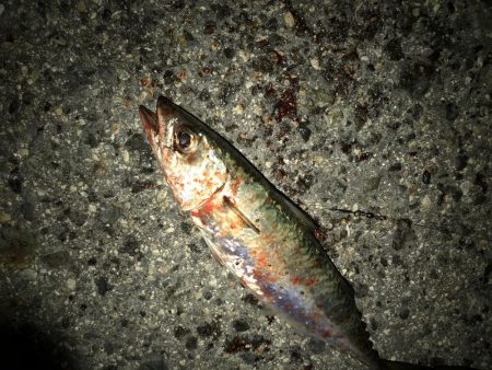 タチウオかと思いきや、大サバ！